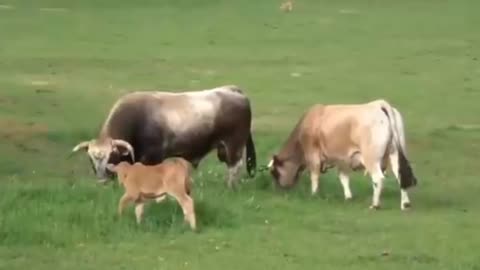 Real cow 🐮 video