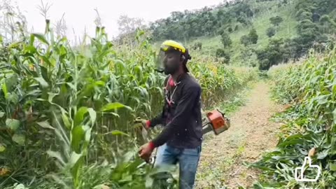 Grass cutter turned into a harvesting machine