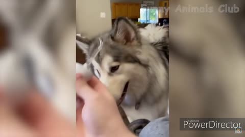 cute husky