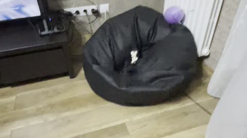 Yorkie Leaps Into Beanbag After Toy