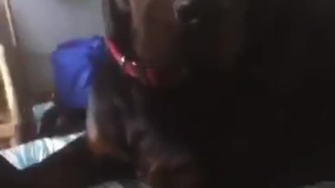 little dog does not want to share pasta with Rottie puppy