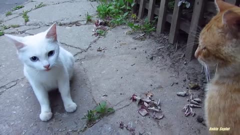 This white cat is bcoming angry from another