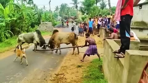 Animals fight