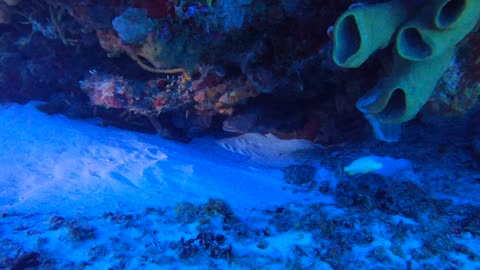 Cozumel SCUBA Diving Tormentos Reef Grouper