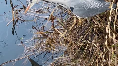 Heron Hunting Successfully Spears and Eats Fish