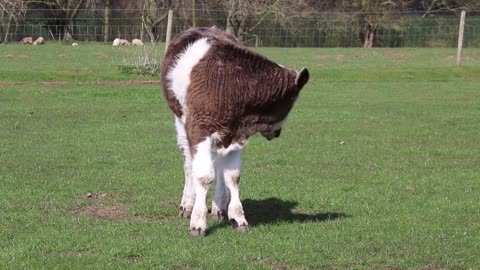 Calf Livestock Rural Cow Young Farm Agriculture