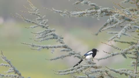 Birds Feeding