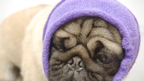 Cute funny Pug World Famous Dog