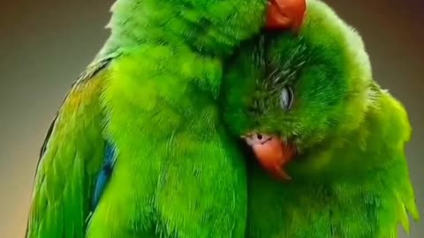 Loving Parrot