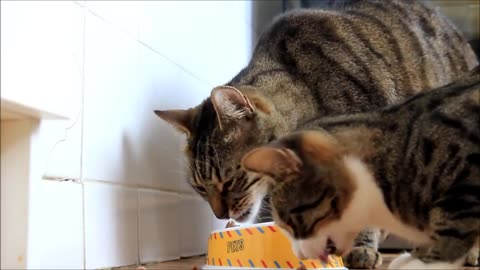 Bobo & Nikita Cats - Dinner Time