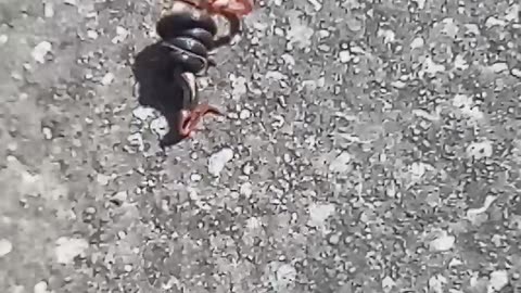 Small snake trying to eat a lizard