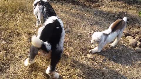 How To Care For Your Newborn Goat Kids"