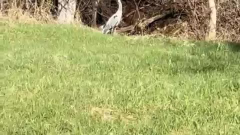 Great Blue Heron