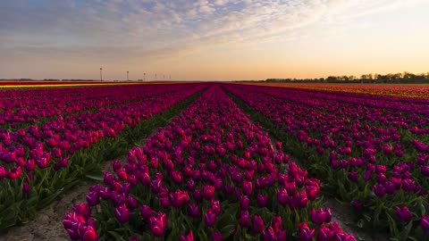 Tulip Timelapse Netherlands 2019 - 4K