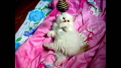 cute cats new funny video