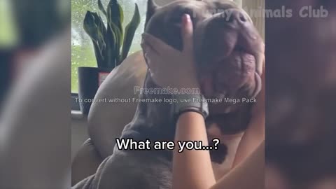 Top Complitation of Funny Animal/Dogs/Cats Moments