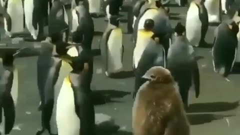 LAZY PENGUINS