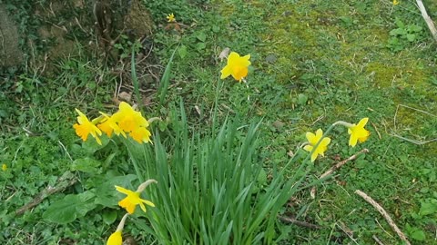 Nice Daffodils By A Tree In Great Britain.