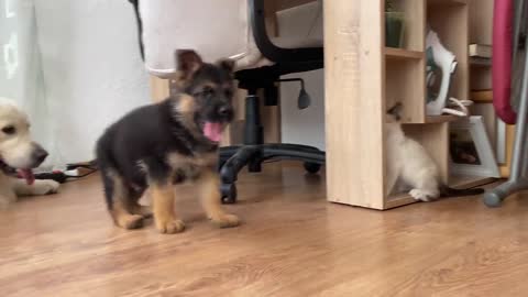 German Shepherd Puppy and Kitten Playing