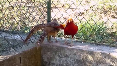 Beautiful Golden Pheasants and Wading Birds