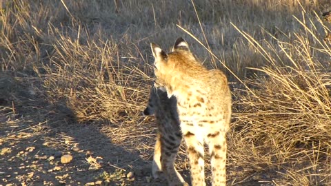 A Bobcat on A Trail At Tenncesses vallu In The Country....❤️❤️❤️