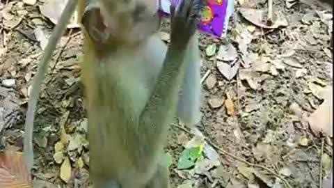 Funny monkey drinking milk videos