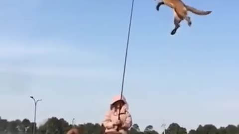 Flying Dog!Chinese dog trainer's work