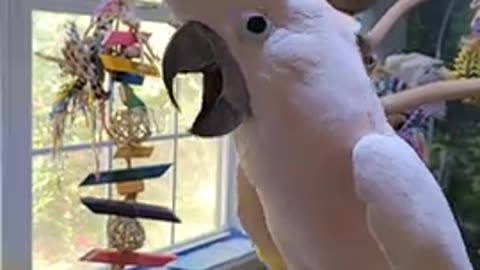 how-loud-is-a-moluccan-cockatoo-headphone-alert-shorts-Viral-Funny