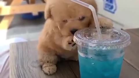 Little poodle girl Tina enjoying a glass of blue lemonade. 🤩🥤