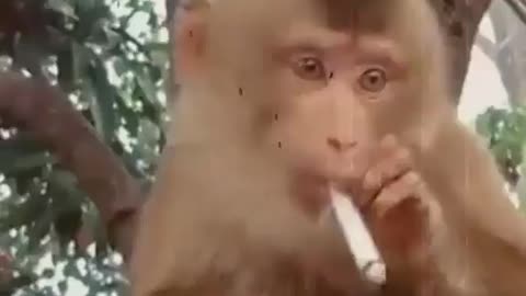 Fanny monkey 🐒 🙈 smoking