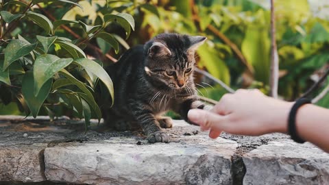 Person Playing with Cat