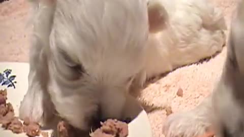 Cute newborn puppy