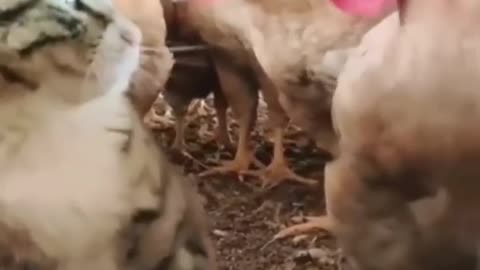 Funny Animals__|Cats|Chicken