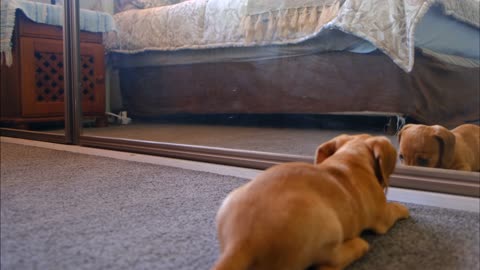 A Dog Fights With His Reflection In The Mirror