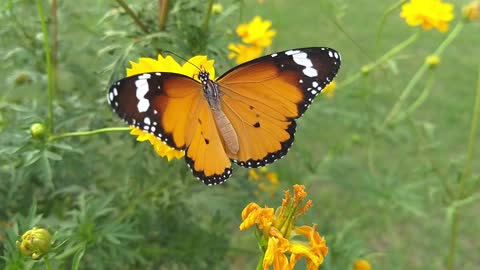 Beautiful Butterfly On A Flower.