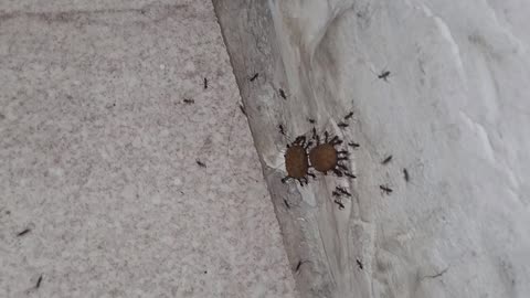 Ants Carry Away Cat Food