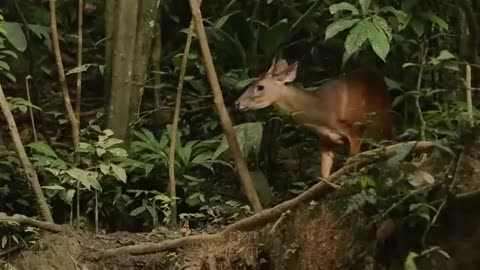 Uncharted - The Beautiful World of the Amazon | Free Documentary Nature