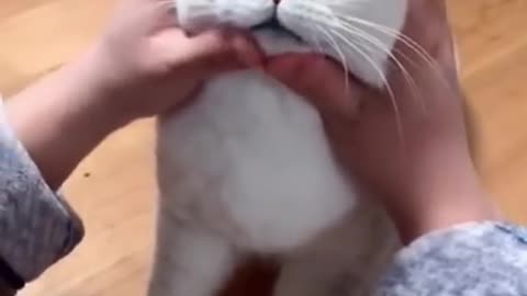 Most satisfying cat video 2023