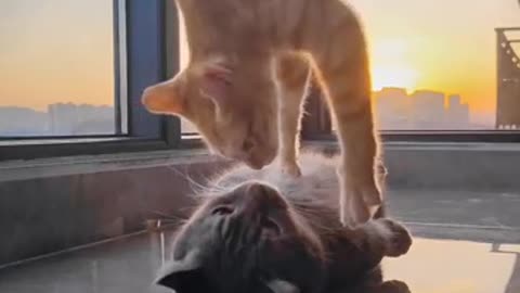 Lovely cat's daily life