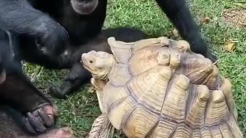 The monkey is helping the turtle