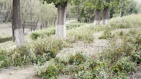 The river is covered with green trees and red flowers