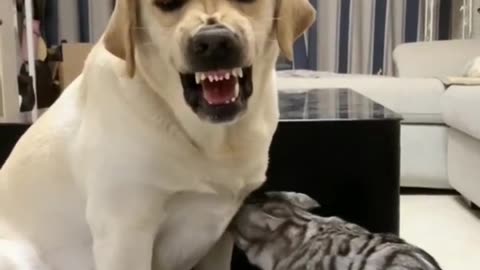 Funny Cat and Dog