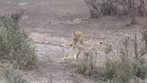 Agast ! The Brutal Moment When the Fierce Lion couldn’t Avoid The Giant Lizard Bites |