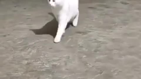 Amazing cat