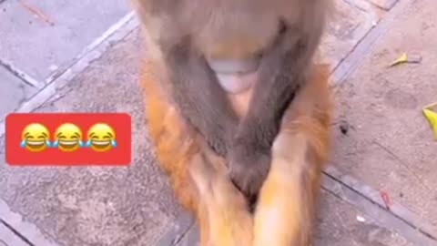 Funny Animal Video 2023 .