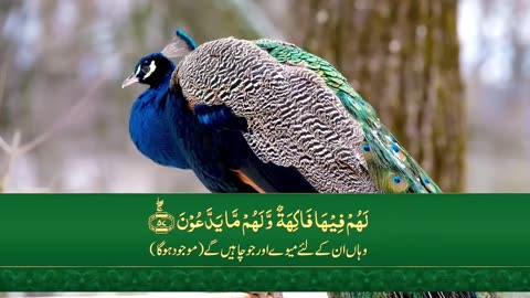 Surah Yasin With Urdu or Hindi Translation