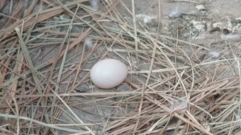 Pigeon baby growing video || This baby pigeon turned from 1 day to 10 days || then left this world