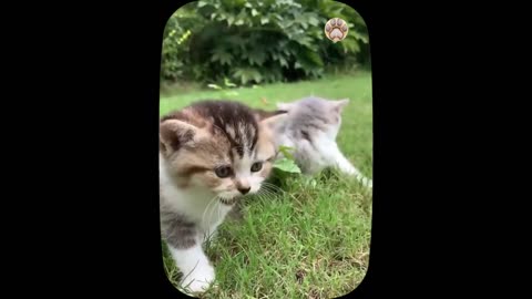 Cute little cat 😺 animals 2023