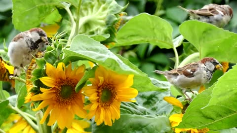 Bird Chirping Music, Relaxing Jungle Sound