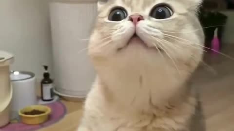 Cute And Funny Cats 😍😍😅😅 #viral #shorts #reels #cat #cats #pets